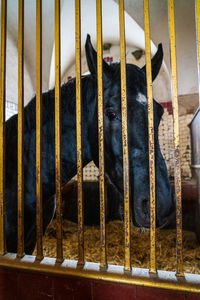 Close-up of dog in cage