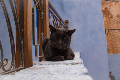 Portrait of cat sitting against wall