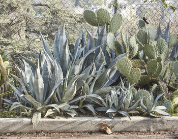 Close-up of cactus growing on field