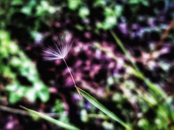 Close-up of purple flowering plant