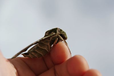 Close-up of insect on finger