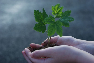 Close-up of hand holding small plant