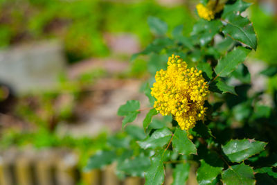 Close-up of yellow flowering plant