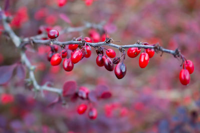 Close-up of berries growing on tree