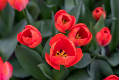 Close-up of red tulips