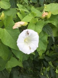 Close-up of honey bee on white flower blooming outdoors