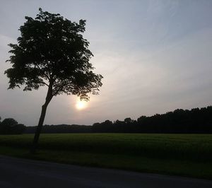 Sun shining through trees on field