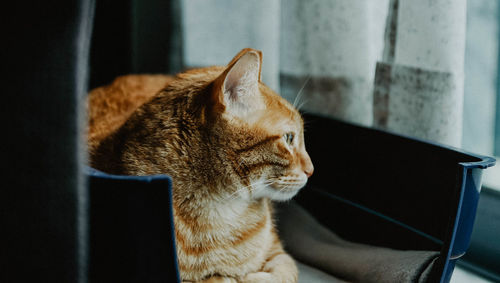 Close-up of a cat looking away at home