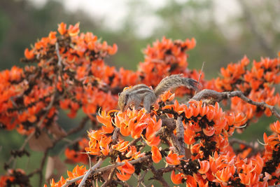 Close-up of orange flowers perching on tree
