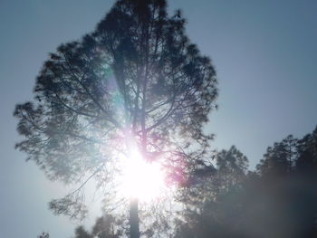 Low angle view of trees against clear sky