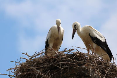 Low angle view of storks perching on nest against sky