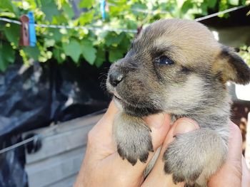 Close-up of a hand holding dog