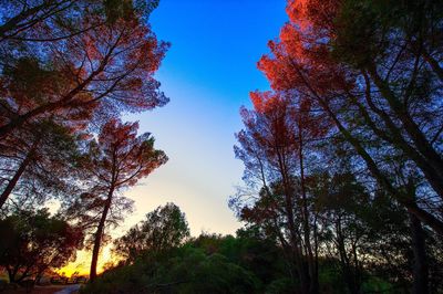 Low angle view of trees in forest against sky