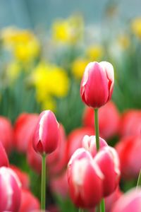 Close-up of tulips blooming in bloom