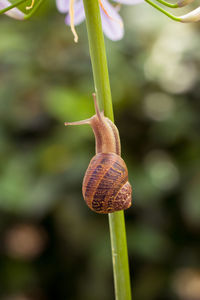 Close-up of snail on leaf