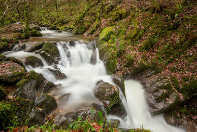 Scenic view of waterfall in forest