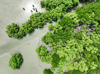 High angle view of green leaves