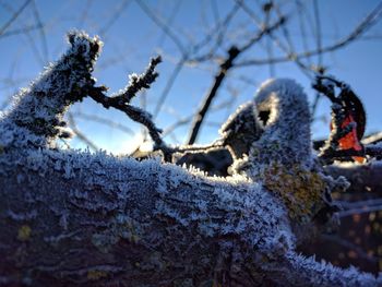 Close-up of snow covered tree against sky