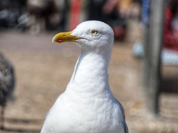 Close-up of seagull