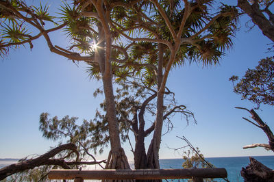 Palm trees by sea against clear sky