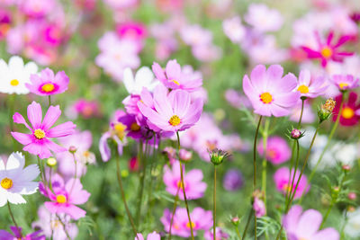 Close-up of pink flowering plants on field