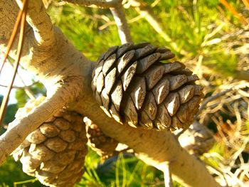 Close-up of tree