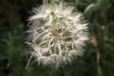 Close-up of dandelion flower