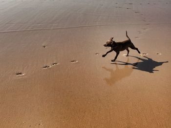 High angle view of dog running on beach