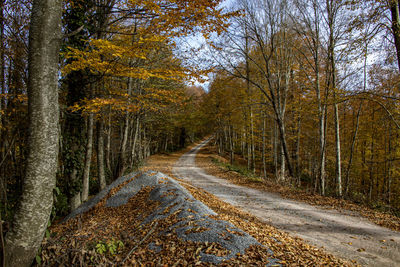 Road amidst trees in forest during autumn