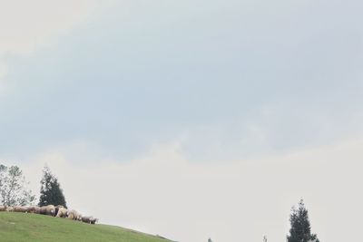 Trees on field against sky