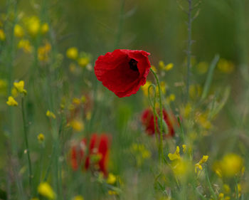 Close-up of red poppy flower on field