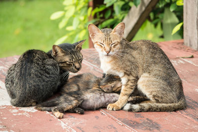 Portrait of cat sitting outdoors