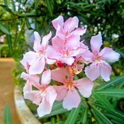 Close-up of pink flowers on tree