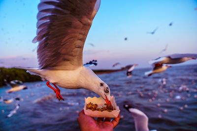 Cropped image of hand feeding seagulls