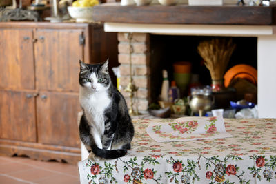 Portrait of cat sitting on table at home