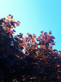 Low angle view of flower tree against clear blue sky