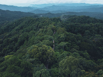 Scenic view of forest