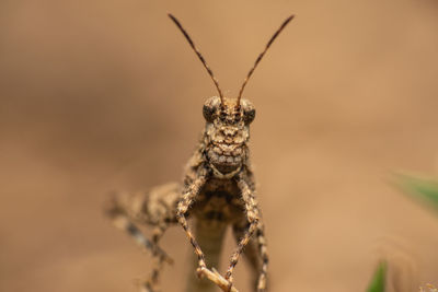 Close-up of spider