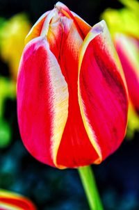 Close-up of red flower blooming outdoors