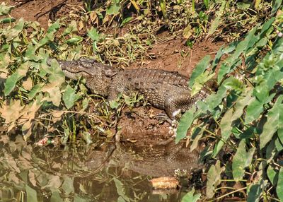 High angle view of lizard on land