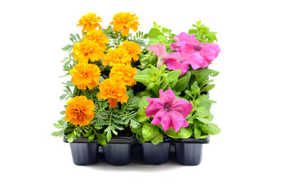 Close-up of potted plant against white background