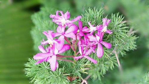 Close-up of pink flowers