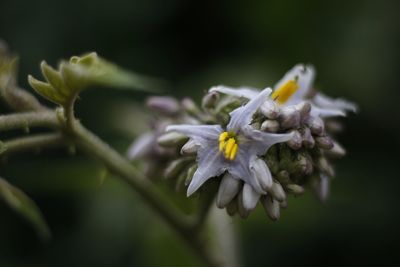 Close-up of yellow flowering plant