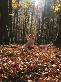 Autumn leaves on tree in forest