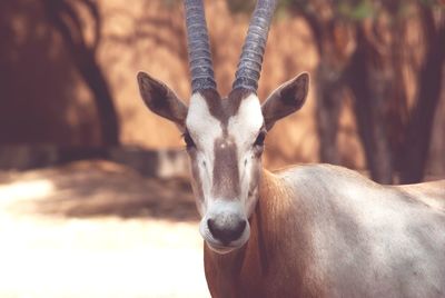 Close-up portrait of oryx
