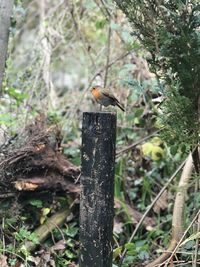 Close-up of bird perching on wooden post