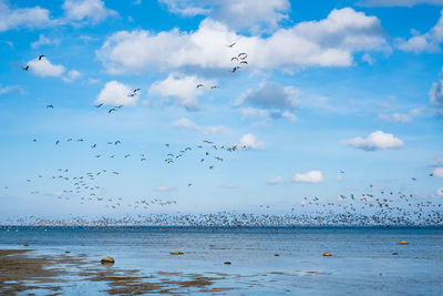 Huge duck flocks forming during bird migration season in northern europe.