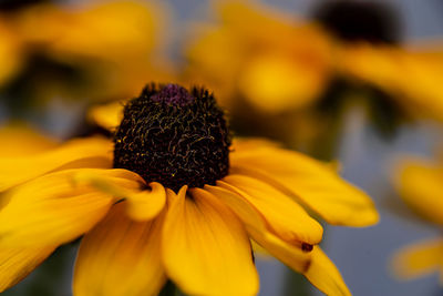 Close-up of yellow flower