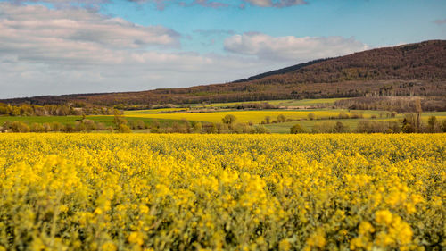 Scenic view of oilseed rape field against sky