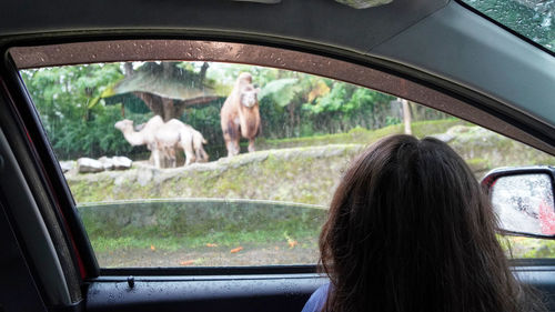 Rear view of children looking animals through window